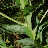 Cynoglossum zeylanicum (Sw. ex Lehm.) Thunb. ex Brand